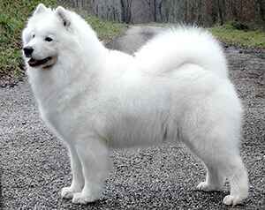 AM INTL CH NERAK’S LIL MISS HONKY TONK